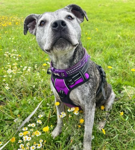 plush_pups__1693899382_3184981323788971114_58440265816